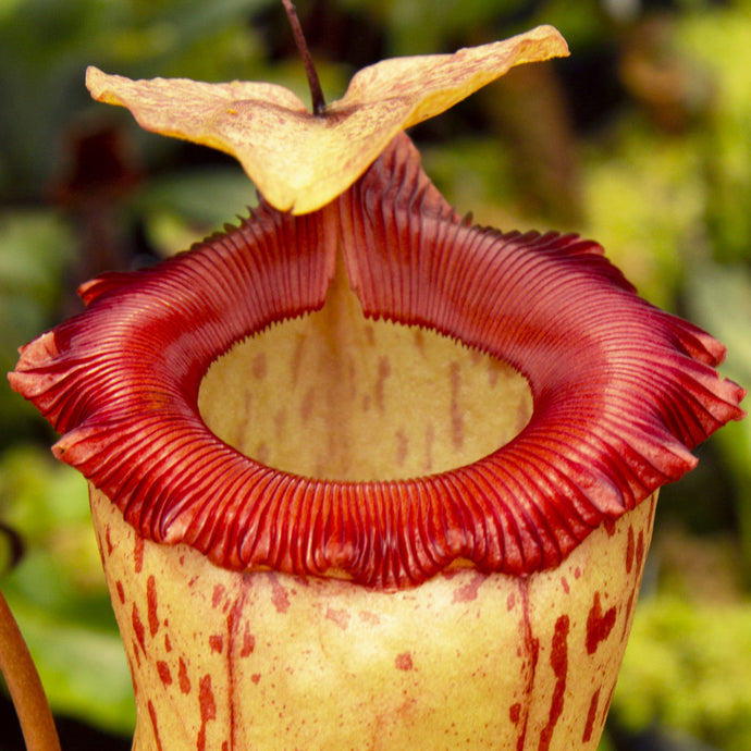 Nepenthes hybrids: Easy and Unusual!
