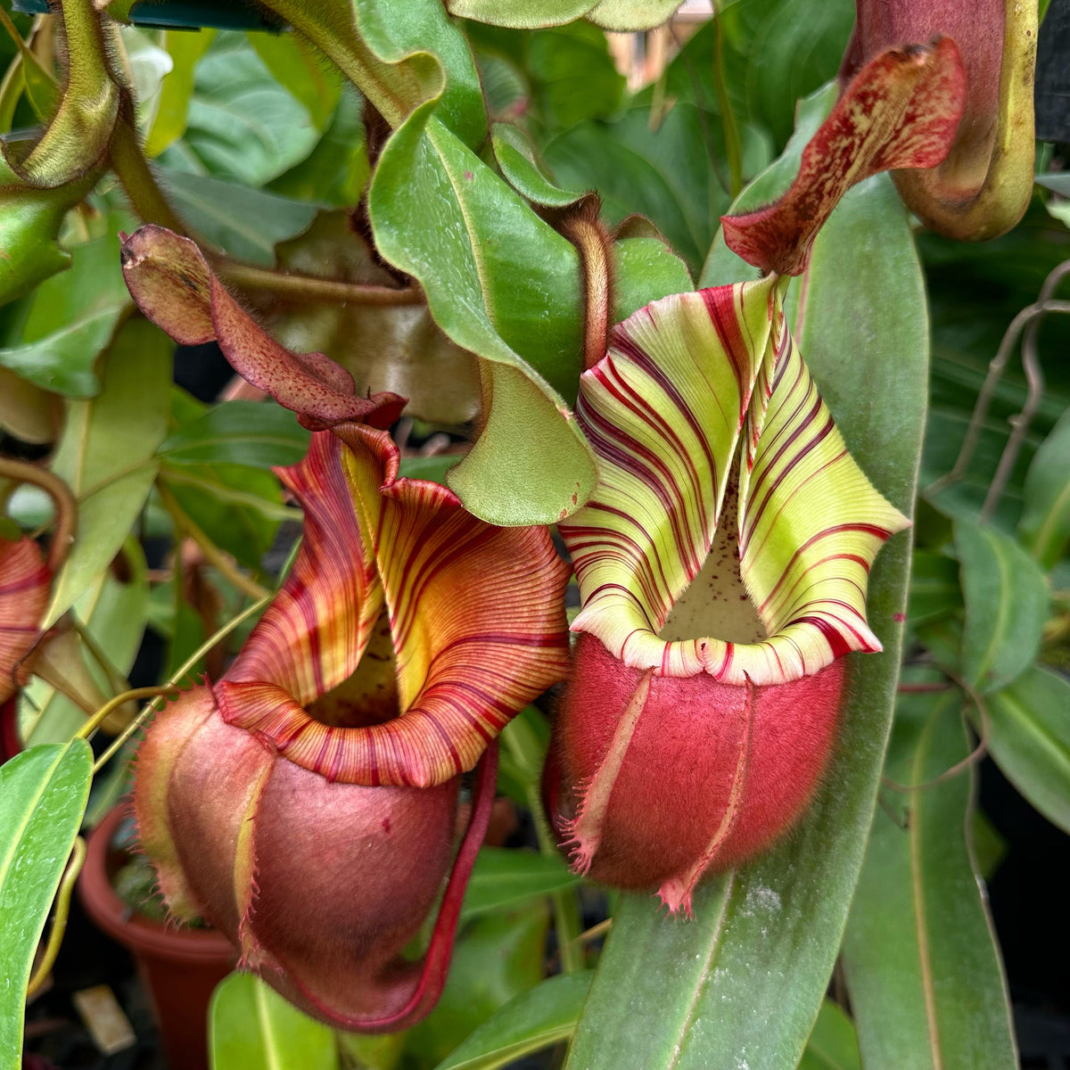 Redleaf Exotics Tour – RedLeaf Exotics