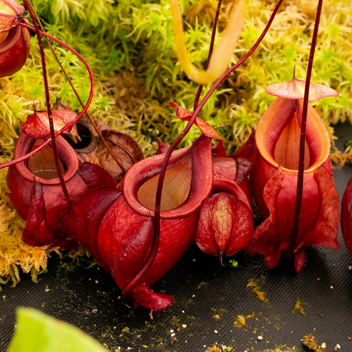 REDLEAF EXCLUSIVES - Nepenthes for Sale - Redleaf Exotics 