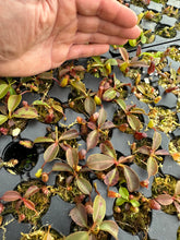 Load image into Gallery viewer, N. palawanensis x nebularum RE-0109