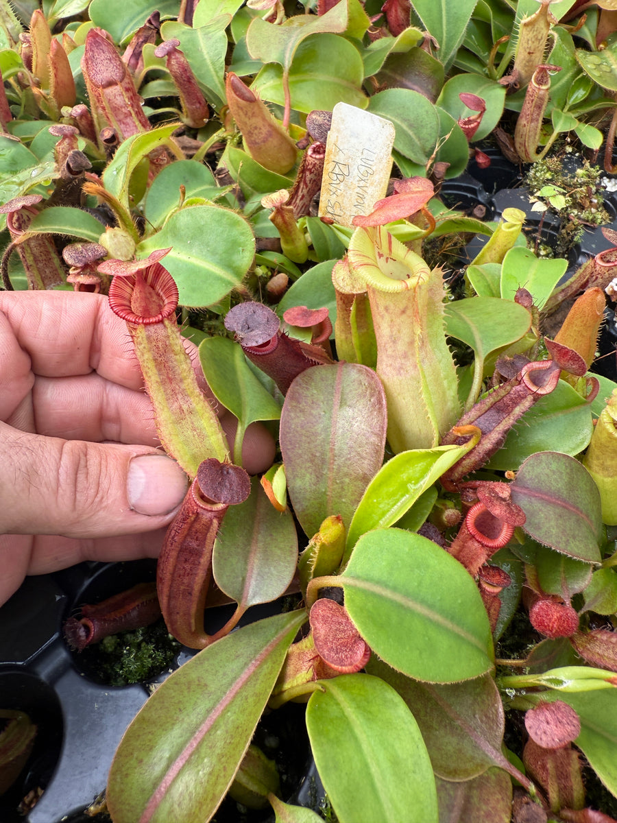 Nepenthes {[(lowii x veitchii) x boschiana] x [(veitchii x maxima