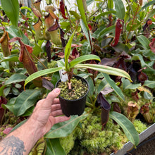 Load image into Gallery viewer, Nepenthes 'SABRE' (a) EP SELECT FEMALE!