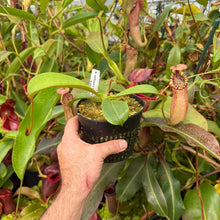 Load image into Gallery viewer, #7 N. northiana x veitchii (m) - squat red, striped RE-0094