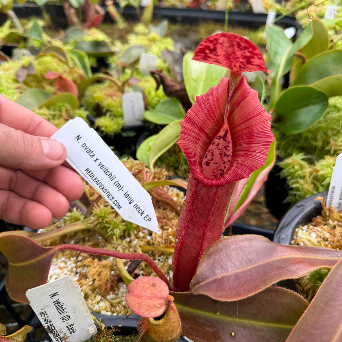 pieta EXcellent ⅣC wild Nepenthes [maxima – dark x (Rokko x veitchii] x jacquelineae