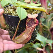 Load image into Gallery viewer, #24 N. northiana x veitchii (m) - squat red, striped RE-0094