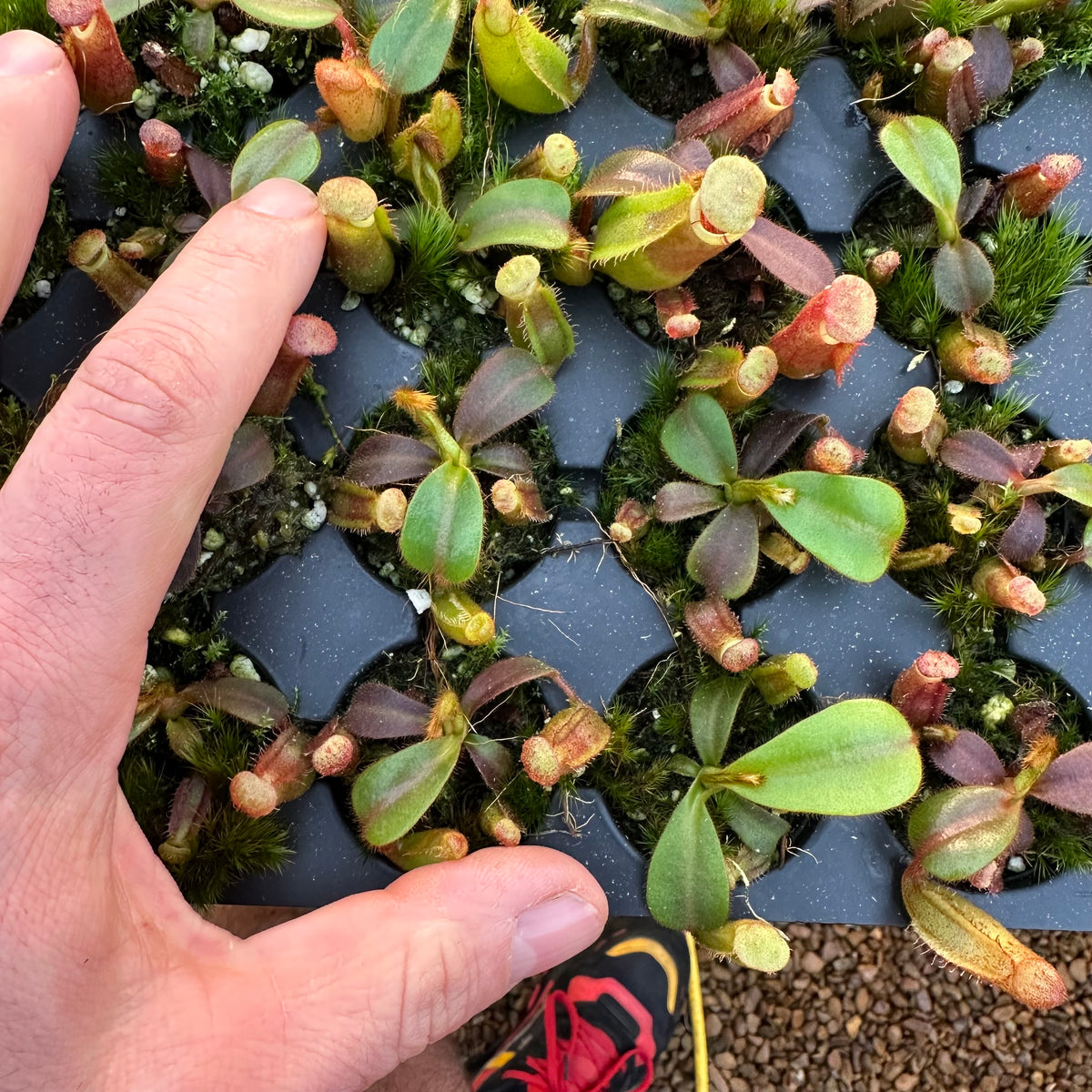 P.veitchii limited species 3 edition（How to Grow and Care