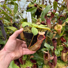 Load image into Gallery viewer, #24 N. northiana x veitchii (m) - squat red, striped RE-0094