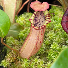 Load image into Gallery viewer, #7 N. northiana x veitchii (m) - squat red, striped RE-0094