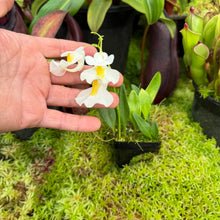 Load image into Gallery viewer, Utricularia alpina
