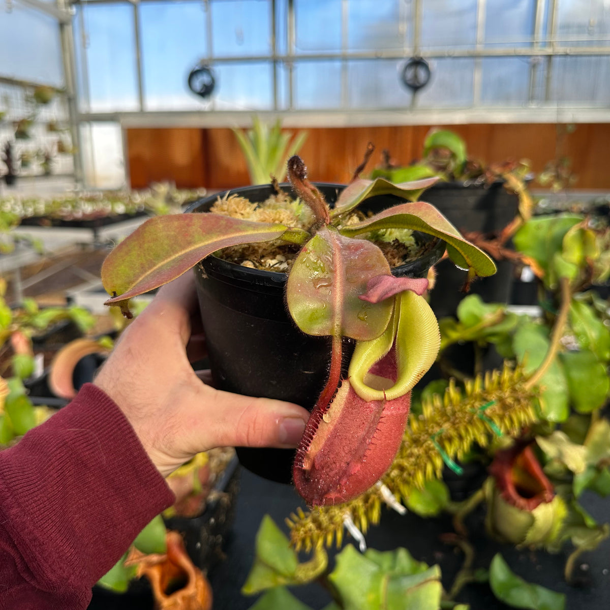 Nepenthes Veitchii (k) - Long Neck X (m) - Redleaf Exotics – RedLeaf ...