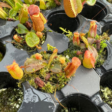 Load image into Gallery viewer, N. veitchii (D) - Bario RE-3490
