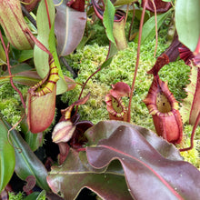 Load image into Gallery viewer, #44 N. (Viking x northiana) x veitchii 'Candy Dreams' RE-0068