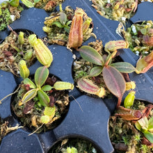 Load image into Gallery viewer, N. boschiana x veitchii ‘Candy Dreams’ RE-0140