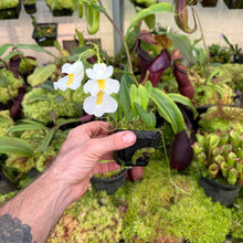 Load image into Gallery viewer, Utricularia alpina