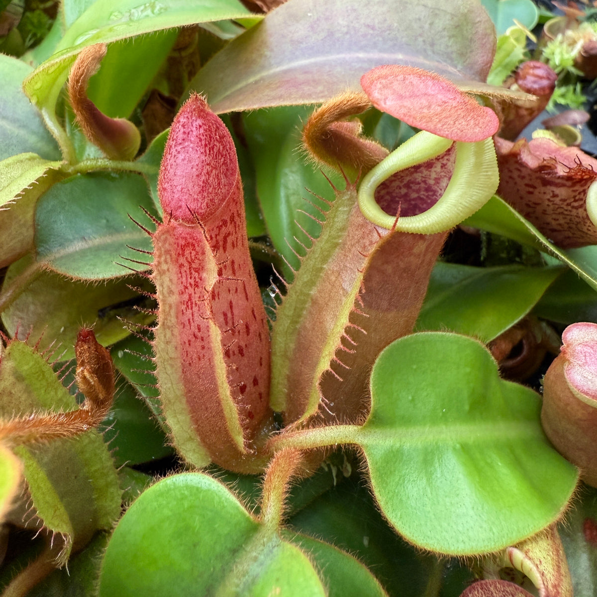 Nepenthes (Rokko 'Exotica' x boschiana) x veitchii - Redleaf