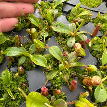 Load image into Gallery viewer, N. LVBxVMV (a) x MSLRV RE-0144