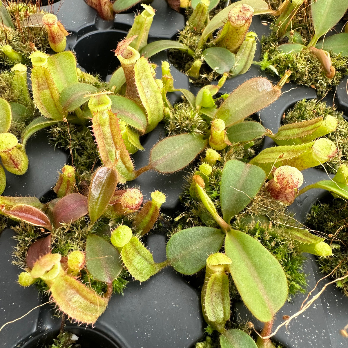 ビカクシダ vandaka plants | P. veitchii wild (vp#17) 子株を