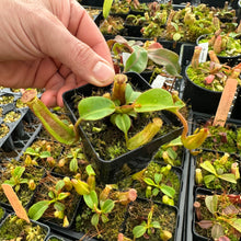 Load image into Gallery viewer, N. truncata (e) - red, rippled leaves x (veitchii x eymae) RE-0112