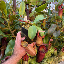 Load image into Gallery viewer, #24 N. northiana x veitchii (m) - squat red, striped RE-0094