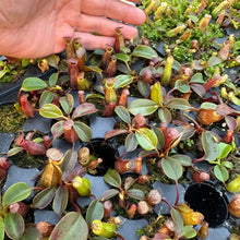 Load image into Gallery viewer, N. palawanensis x nebularum RE-0109