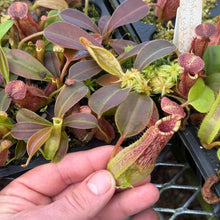 Load image into Gallery viewer, N. maxima (I) x spathulata RE-0190