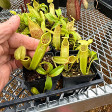 Load image into Gallery viewer, Nepenthes gymnamphora - Seed-grown
