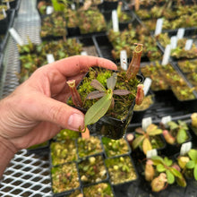 Load image into Gallery viewer, N. northiana x (mollis x veitchii) RE-0130