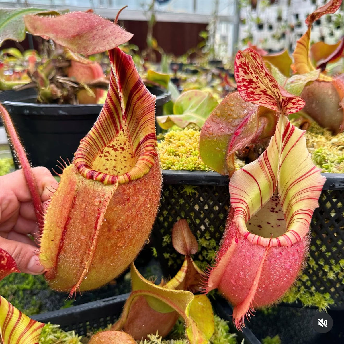 Nepenthes veitchii (D) RE-3490- Redleaf Exotics – RedLeaf Exotics