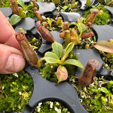Load image into Gallery viewer, N. glandulifera x nebularum RE-0153
