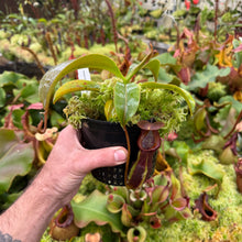 Load image into Gallery viewer, N. izumiae x macrophylla EP - medium