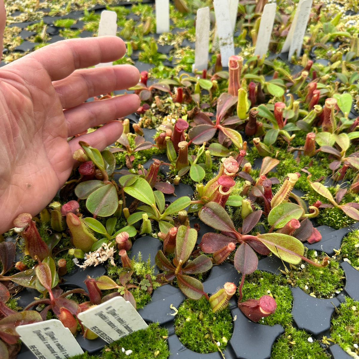 P.veitchii limited species 3 edition④ Nepenthes maxima - dark x veitchii 'Candy Dreams' – RedLeaf