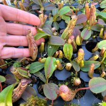 Load image into Gallery viewer, N. vogelii x veitchii ‘Red Tiger’ RE-0132