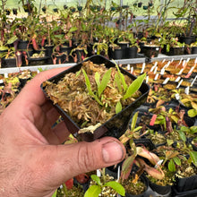 Load image into Gallery viewer, Utricularia longifolia