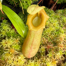 Load image into Gallery viewer, N. barcelonae EP Rooted Cuttings