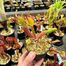 Load image into Gallery viewer, Heliamphora ‘Tequila'