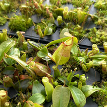 Load image into Gallery viewer, N. orbiculata x veitchii 'Red Tiger' RE-0152