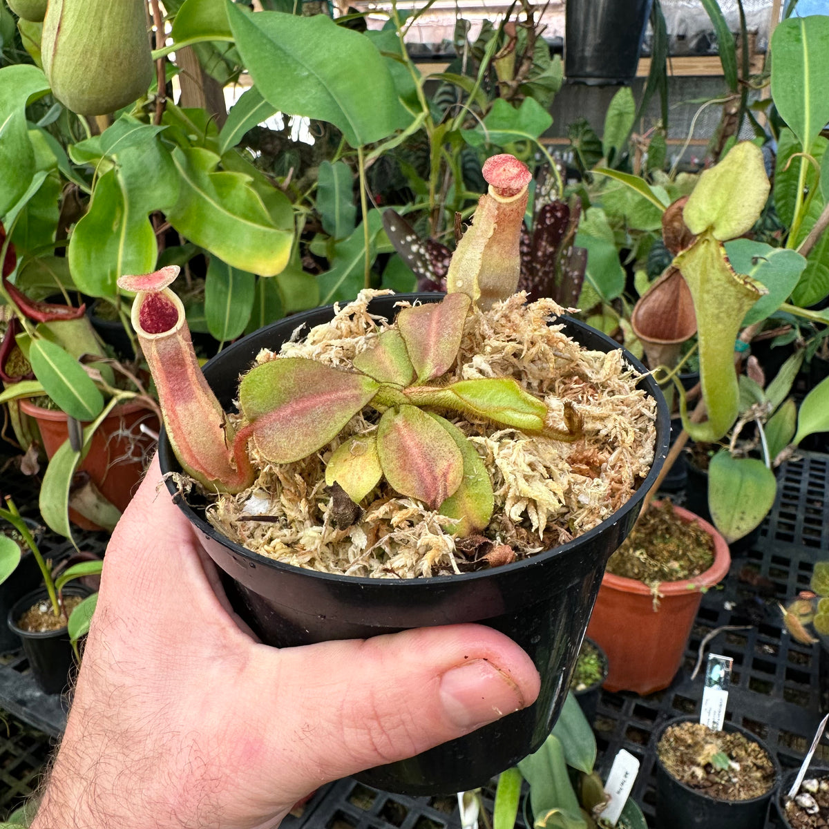 Nepenthes veitchii (B) - (Bario, striped CK x 'Candy Dreams') - Redleaf  Exotics