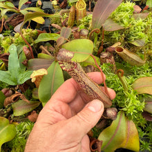 Load image into Gallery viewer, N. vogelii x veitchii ‘Red Tiger’ RE-0132