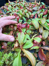 Load image into Gallery viewer, N. orbiculata x veitchii 'Red Tiger' RE-0152