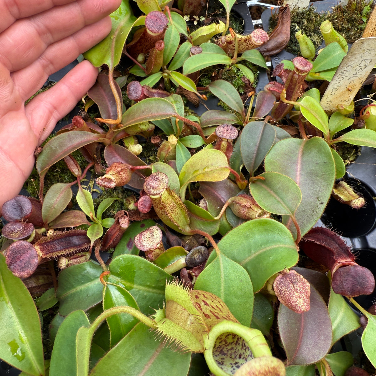 Nepenthes villosa x lowii - Redleaf Exotics – RedLeaf Exotics
