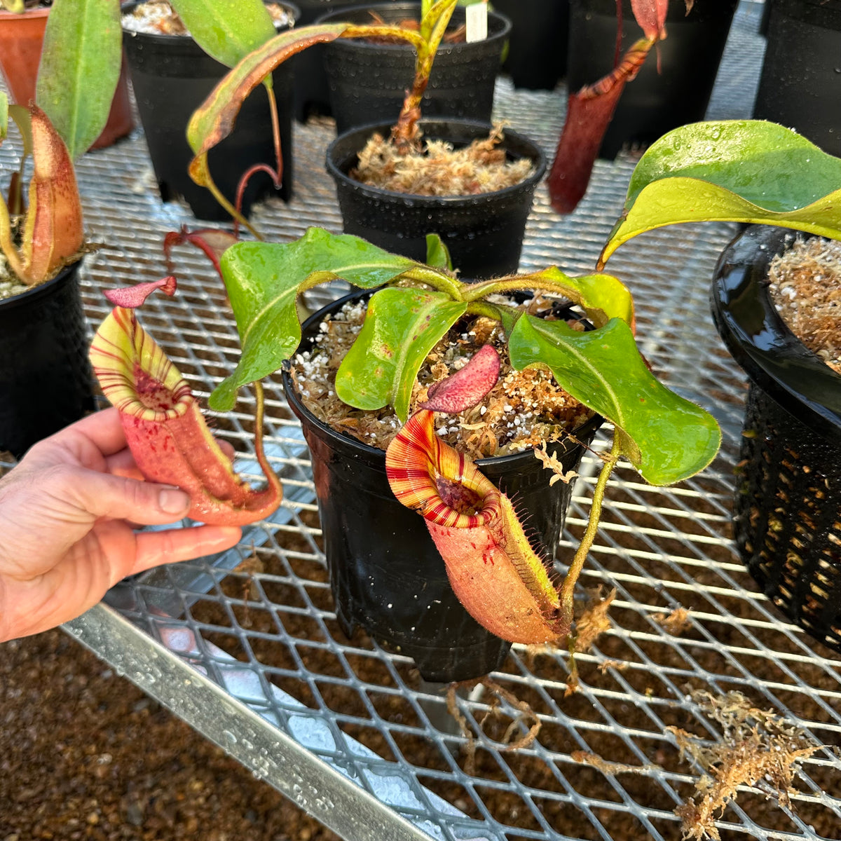 Nepenthes (glandulifera X Veitchii) X Veitchii 'Candy Dreams' - Redleaf ...