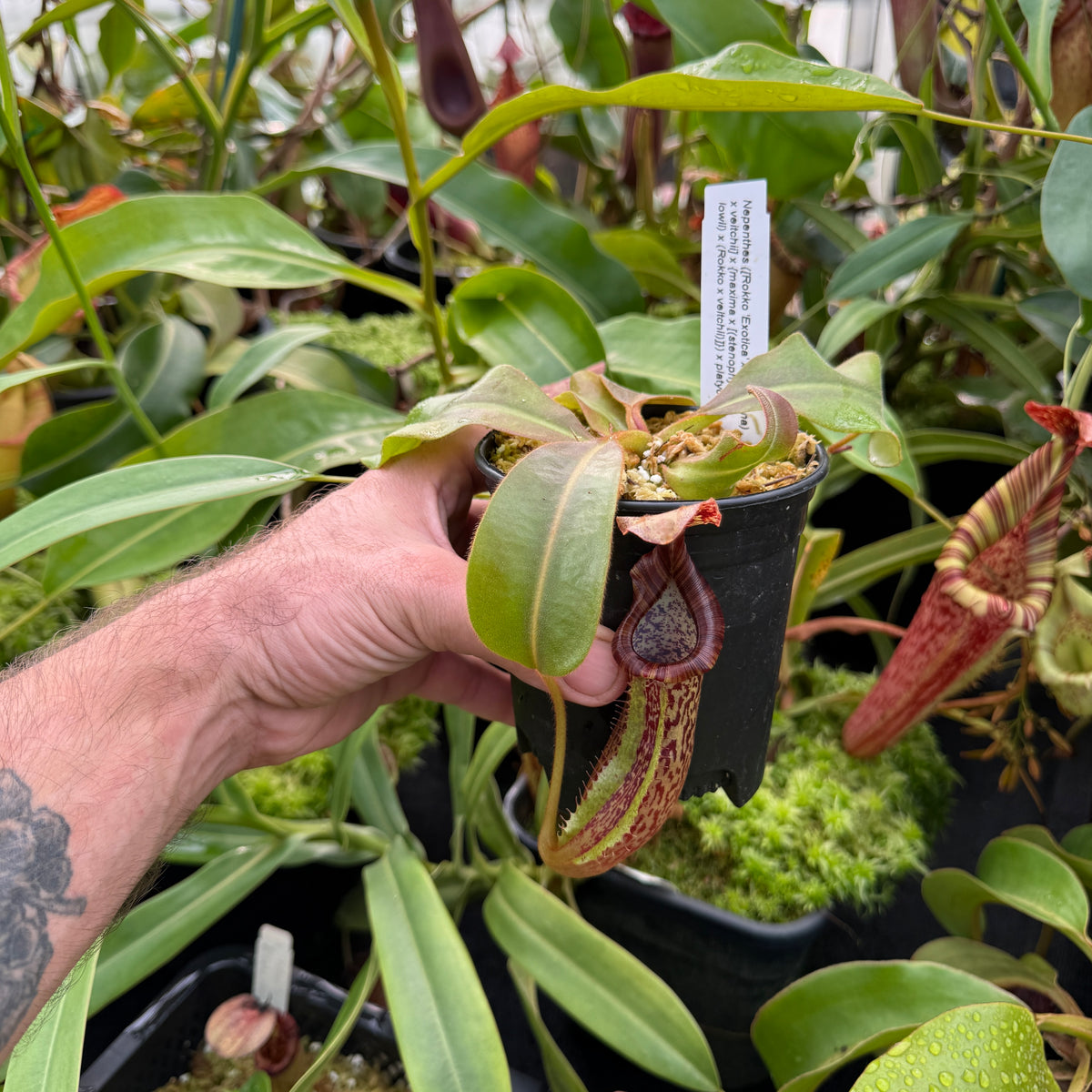Nepenthes ([Rokko 'Exotica' x boschiana) x veitchii] x {maxima x