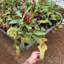 Load image into Gallery viewer, #1 N. (ventricosa x sibuyanensis) - squat x (truncata x 'Trusmadiensis') EP