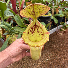 Load image into Gallery viewer, #1 N. (ventricosa x sibuyanensis) - squat x (truncata x 'Trusmadiensis') EP