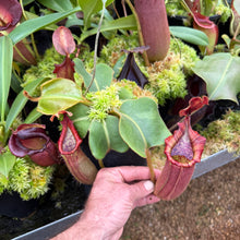 Load image into Gallery viewer, #2 N. (glandulifera x veitchii) x (truncata x veitchii) (m) - red  RE-0096
