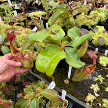 Load image into Gallery viewer, #1 N. (glandulifera x veitchii) x (truncata x veitchii) (m) - red  RE-0096