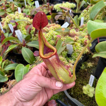Load image into Gallery viewer, #1 N. (glandulifera x veitchii) x (truncata x veitchii) (m) - red  RE-0096