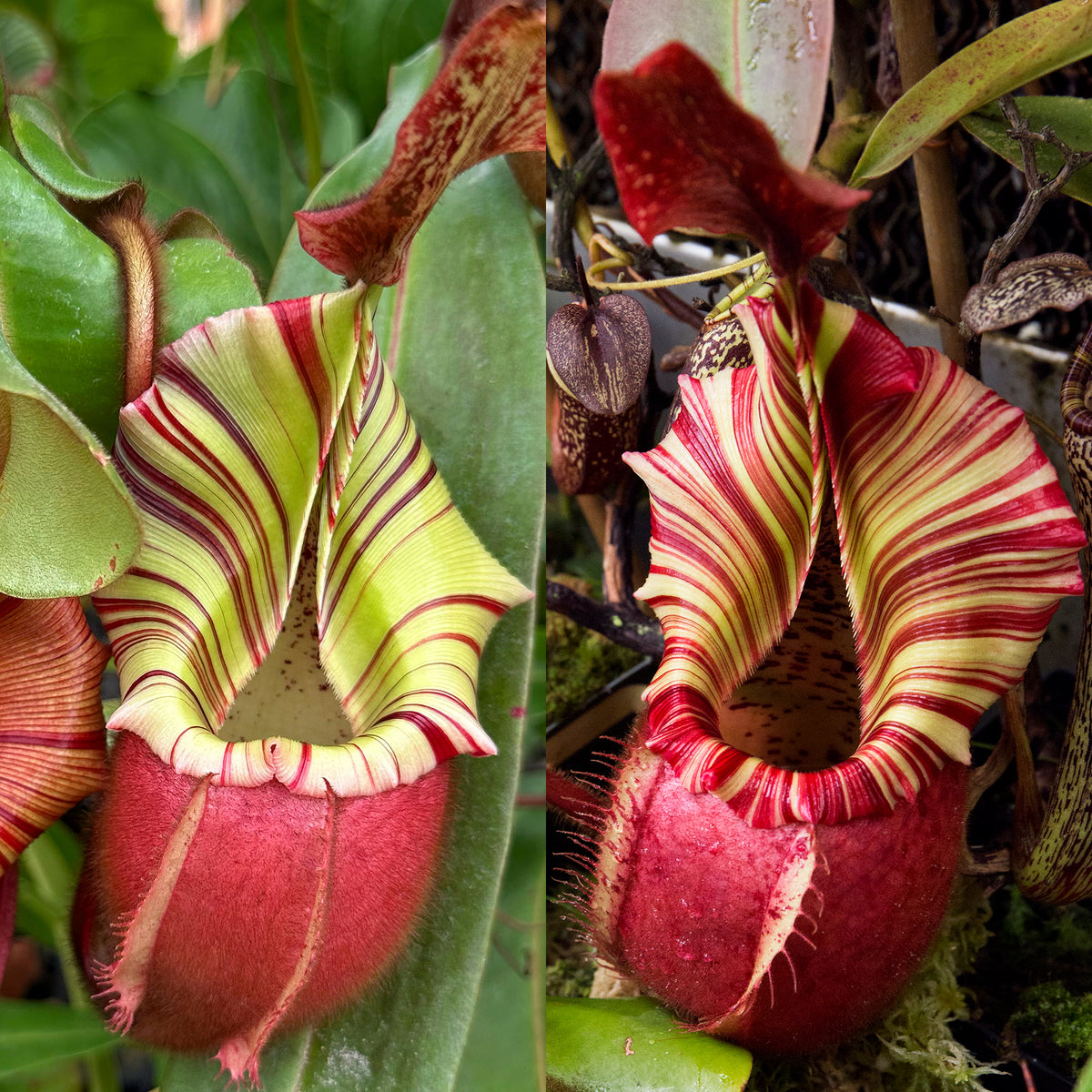 Nepenthes veitchii (E) - (m) #97 x 'Candy Dreams' RE-3491