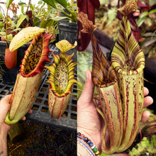 Load image into Gallery viewer, N. northiana x (mollis x veitchii) RE-0130