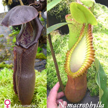 Load image into Gallery viewer, N. izumiae x macrophylla EP - medium